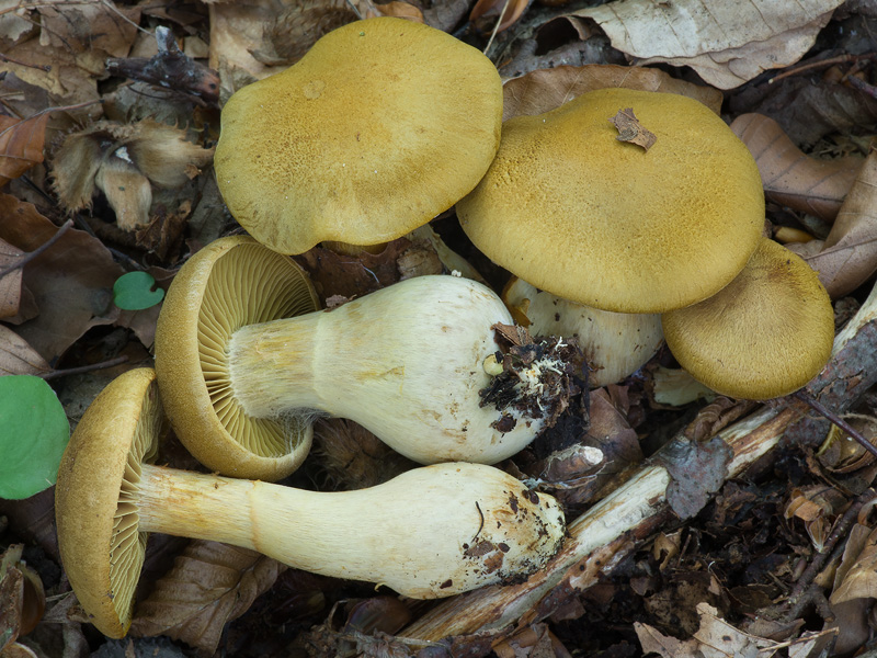 Cortinarius cotoneus